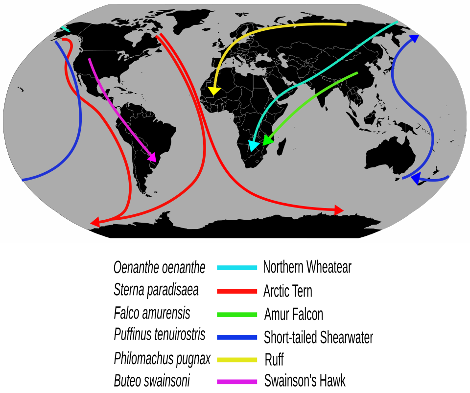 File:Migrationroutes.svg