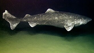 Somniosus microcephalus okeanos.jpg