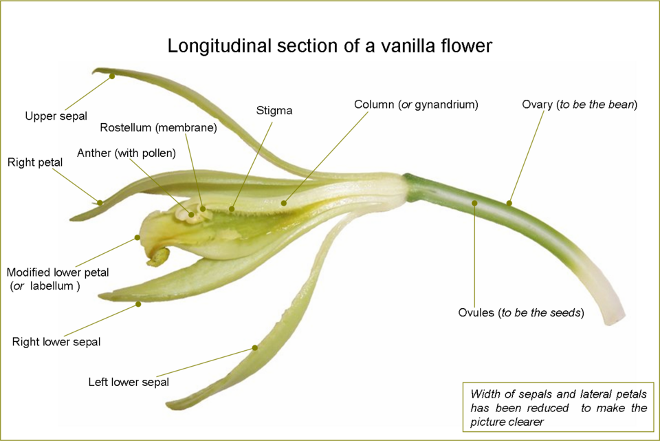 File:VanillaFlowerLongitudinalSection-en.png