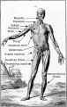 Muscles labeled.jpg