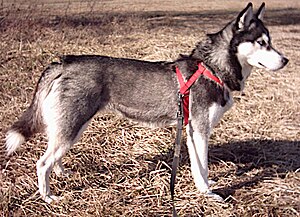 Husky L.jpg