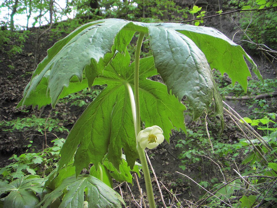 File:PoisonousMayApple099.jpg