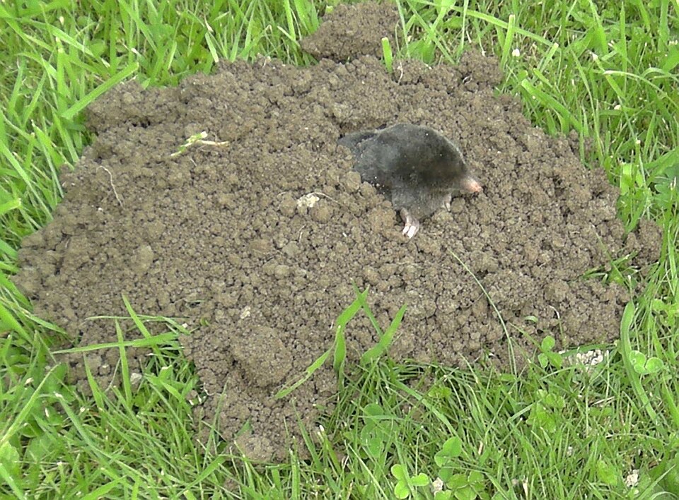 File:Maulwurf (Talpa).jpg