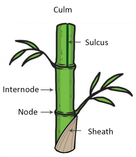 File:Parts of bamboo.png