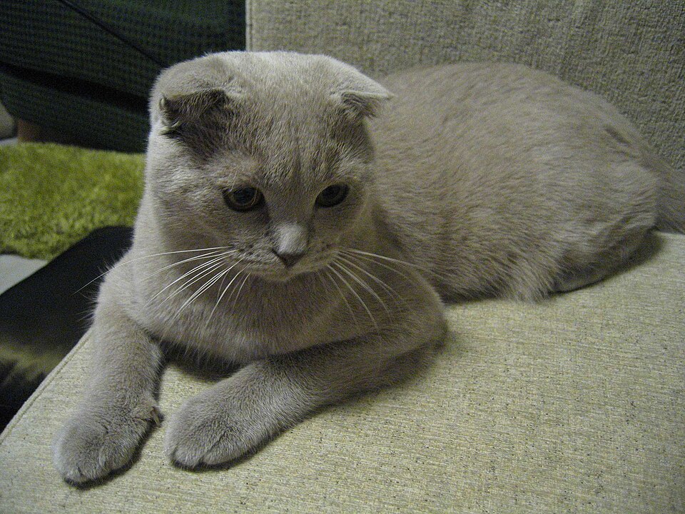 File:Scottish fold.jpg