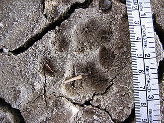 Bobcat (Lynx rufus) track