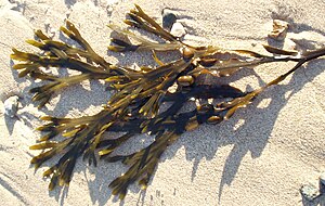 Fucus vesiculosus Wales.jpg