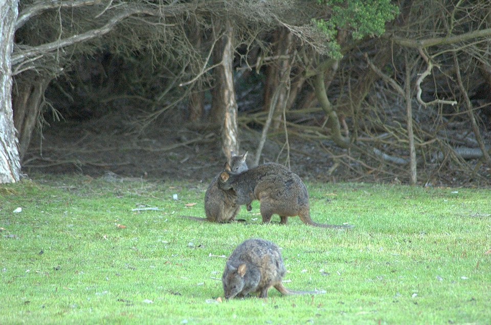 File:Pademelons de tasmanie.jpg