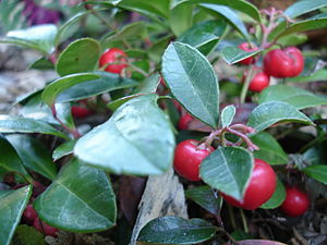 Gaultheria procumbens.JPG