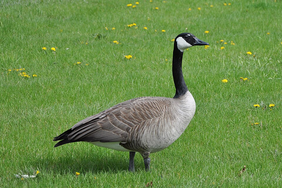 File:Canada Goose Standing.jpg