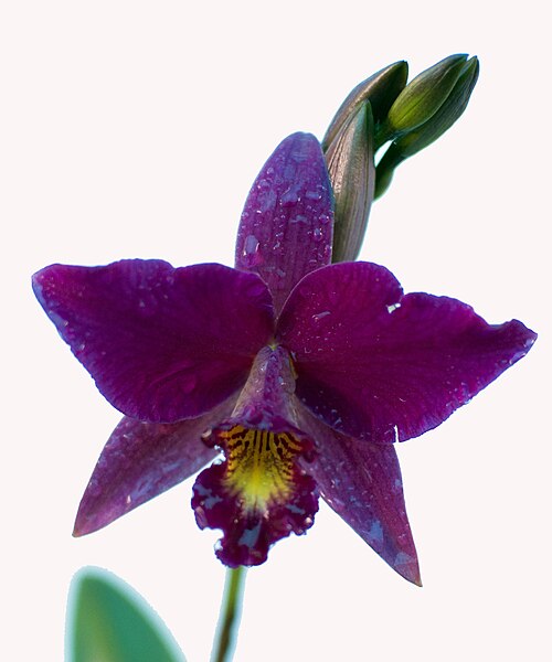 File:Cattleya photo D Ramey Logan.jpg