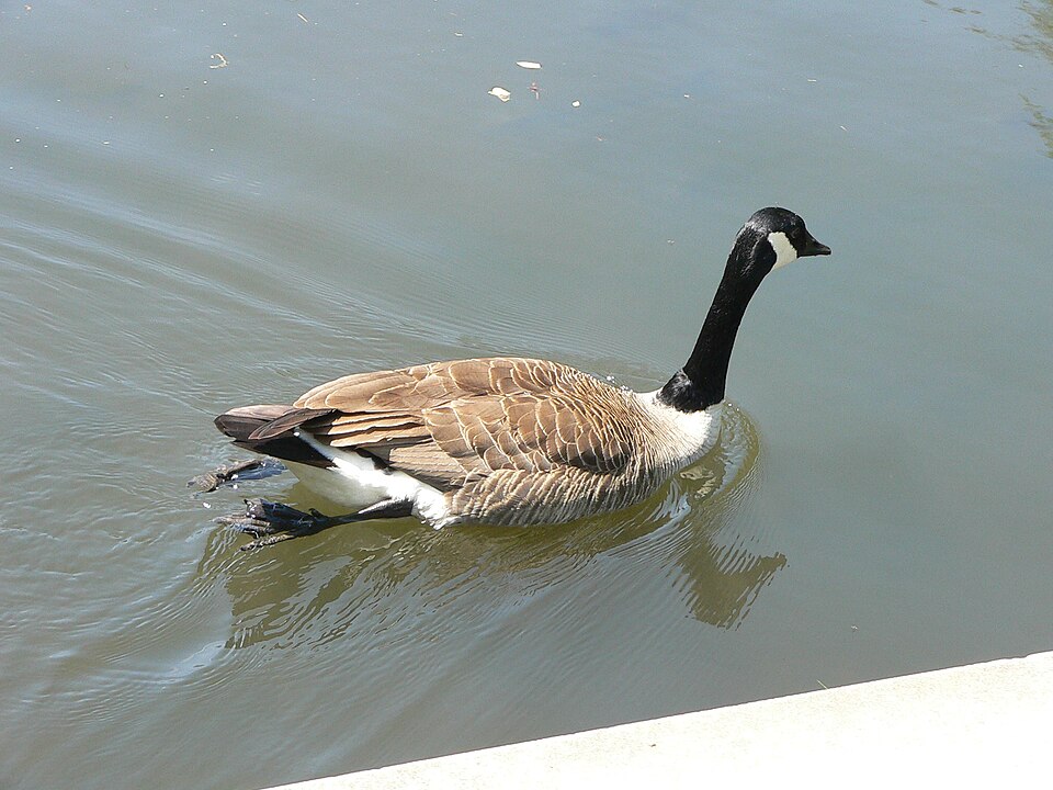 File:Canadian Geese4.jpg