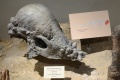 Pachycephalosaurus 0816 W.jpg