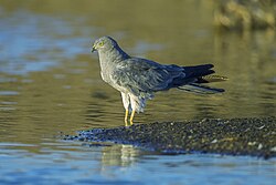 Montagu's harrier (Circus pygargus).jpg