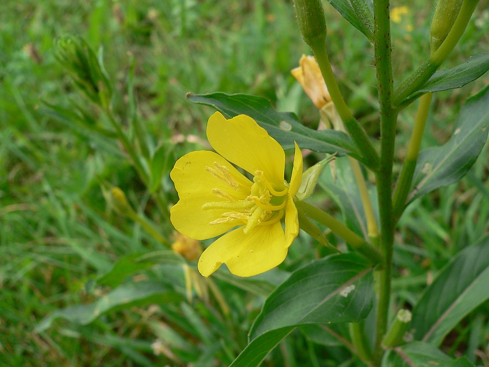 File:Oenothera biennis 20050825 922.jpg