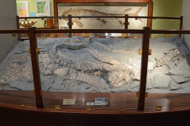 Plesiosaur 0868 W.jpg