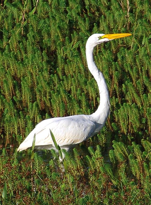 File:Garça Grande(REFON).jpg