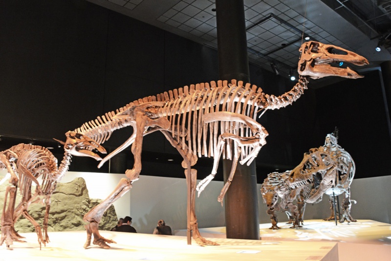 File:Edmontosaurus 1057 W.jpg