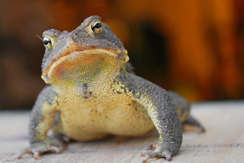 File:Eastern american toad.jpg