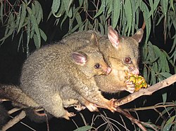 Brushtail possum.jpg
