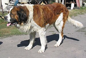 Benedykt the St Bernard.jpg