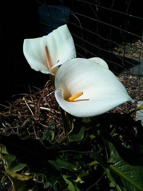 File:Calla Lilies.jpeg