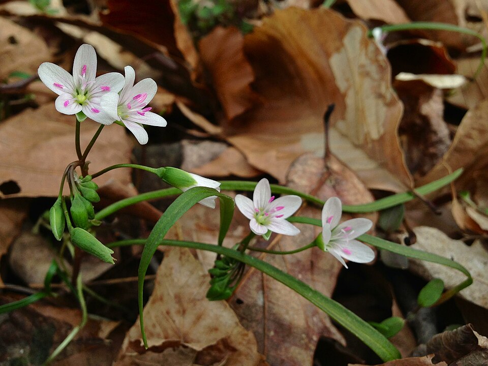 File:Claytonia virginica - Spring Beauty.jpg