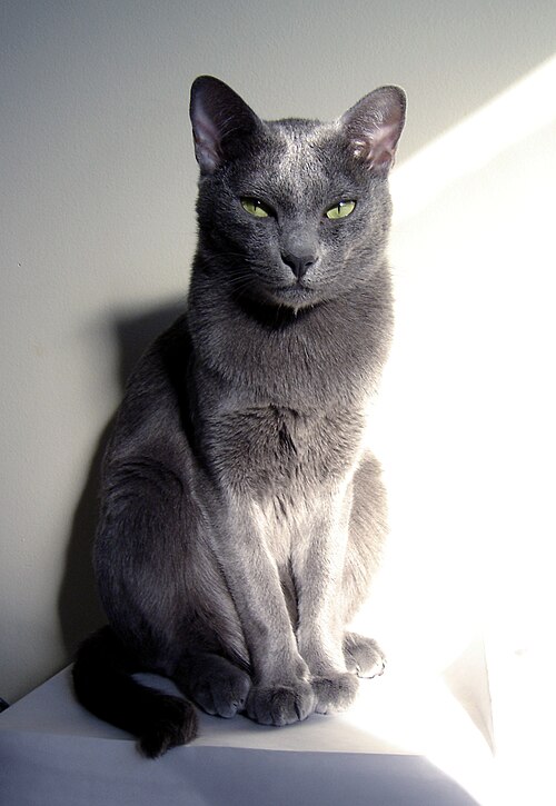 File:Veda,chat-adulte-mâle-race-korat.JPG