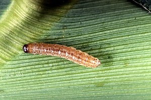 Corn borer.jpg