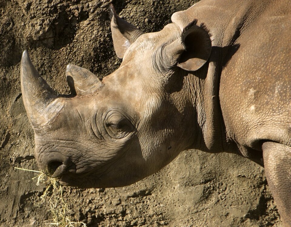 File:Black rhino.jpg