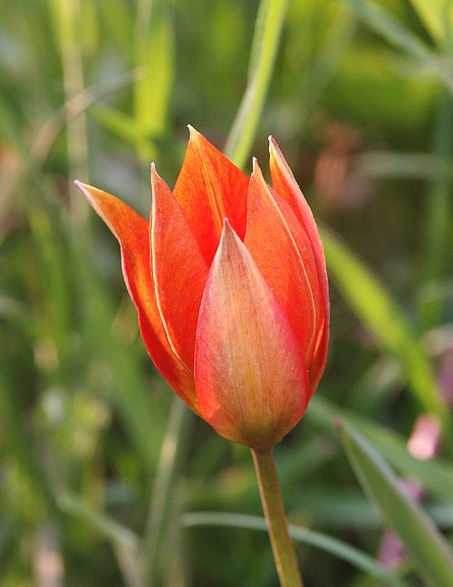 File:Tulipa orphanidea 060506.jpg