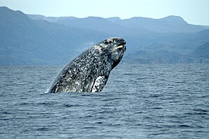 Gray whale