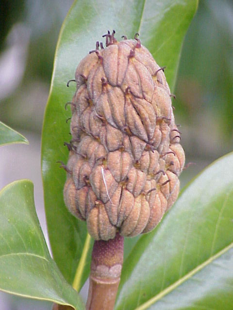 File:Magnolia grandiflora2.jpg