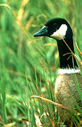 Thumbnail for version as of 16:12, 9 March 2006