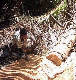Sago Palm being harvested for Sago production PNG.jpg
