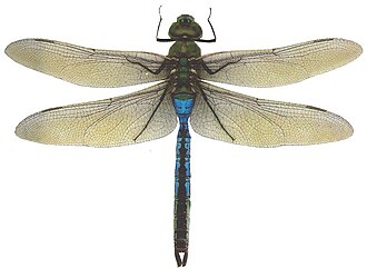 Green Darner.jpg