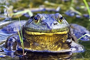 Bullfrog - natures pics.jpg