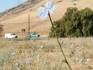 Chicory-m.jpg