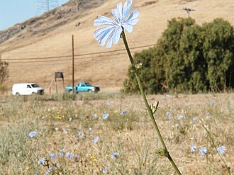 Chicory-m.jpg