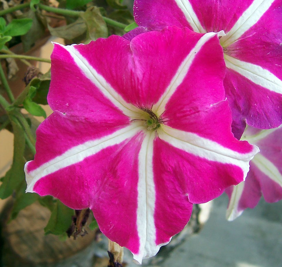 File:Petunia.jpg