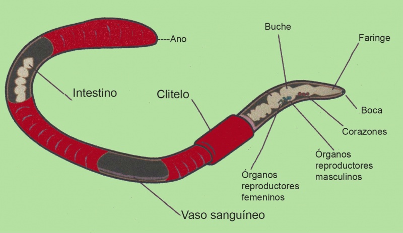 File:Anatomía del Gusano.jpg