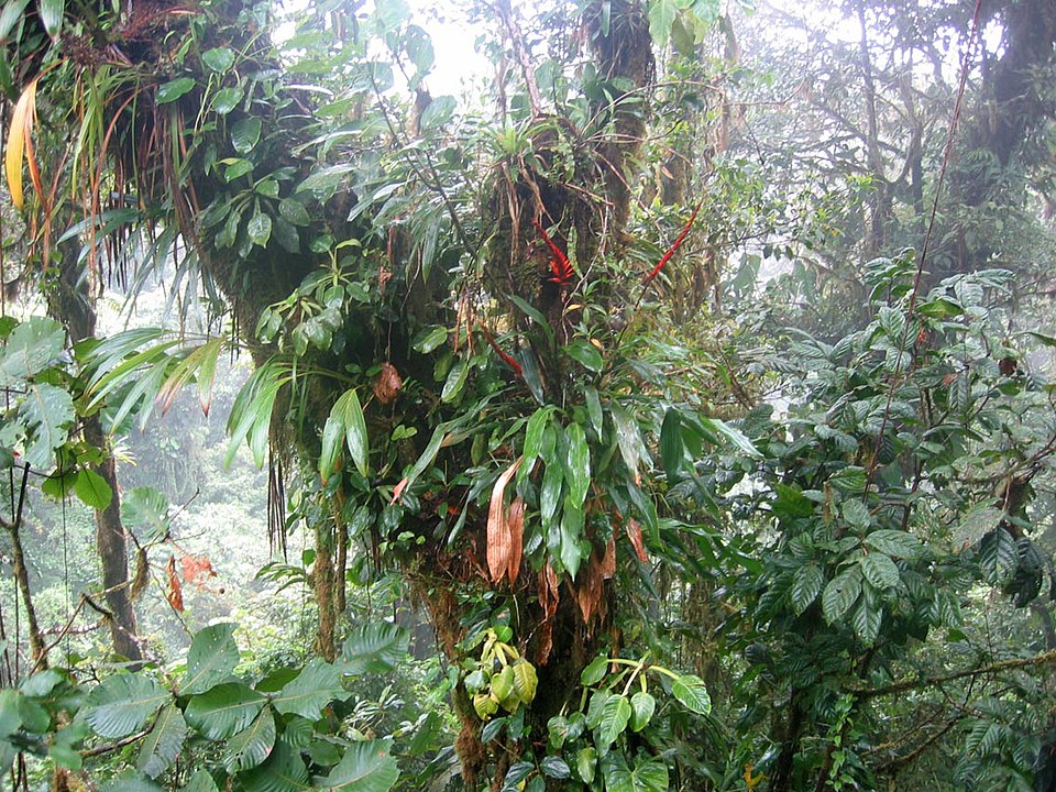 File:DirkvdM epiphytes.jpg