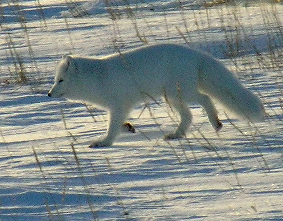 File:Polarfuchs 1 2004-11-17.jpg