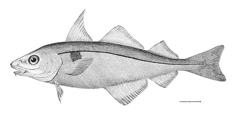File:Melanogrammus aeglefinus.jpg