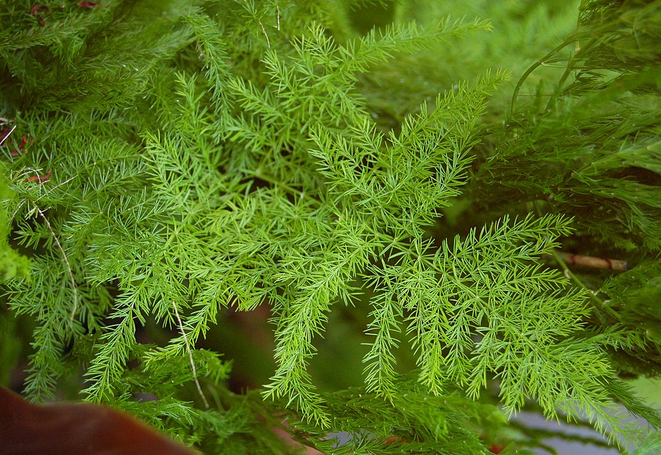 File:Asparagus setaceus Leaves 2760px.jpg