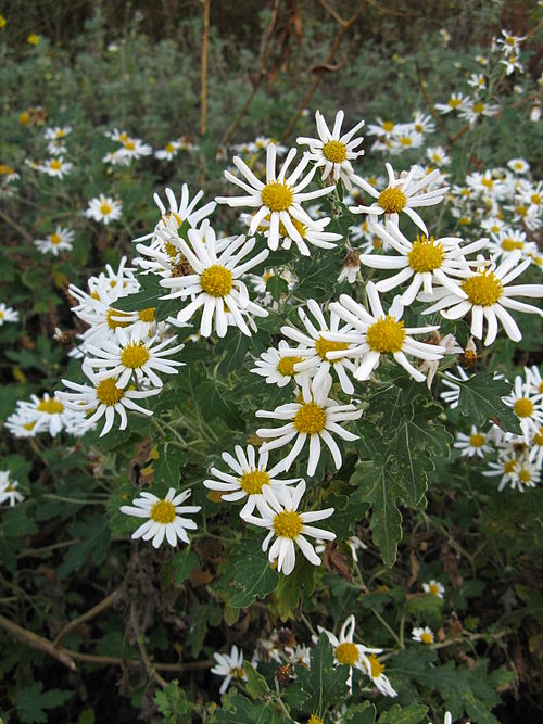File:Chrysanthemum japonense1.jpg