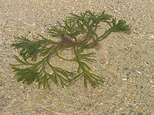 Codium frágil