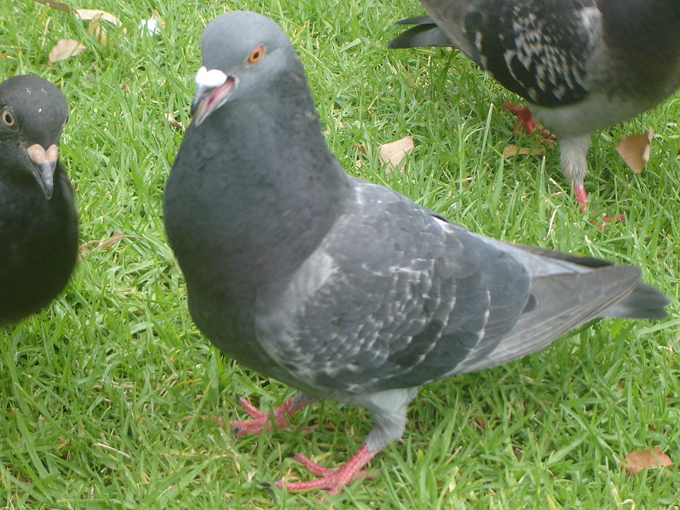 File:ColumbaLivia.JPG