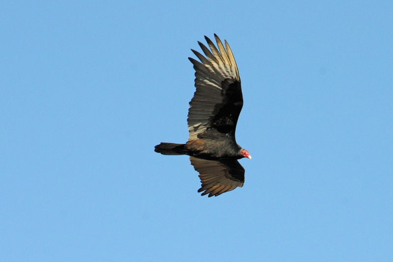 File:Cathartes aura 7.jpg