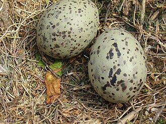 eggs